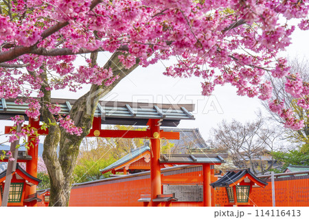春の京都 桜咲く車折神社 表参道 神門 春の京都 桜咲く車折神社 表参道 神門 114116413