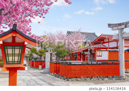春の京都　桜咲く車折神社　表参道 114116416