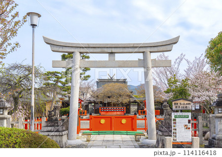 春の京都　桜咲く車折神社　大鳥居 114116418