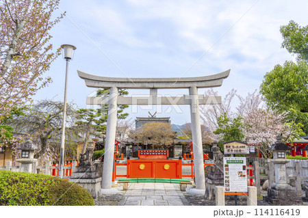 春の京都　桜咲く車折神社　大鳥居 114116419