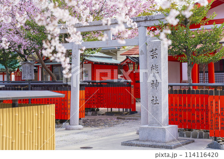 春の京都 桜咲く車折神社 芸能神社 春の京都 桜咲く車折神社 芸能神社 114116420