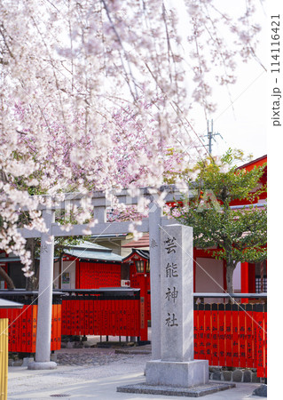 春の京都 桜咲く車折神社 芸能神社 春の京都 桜咲く車折神社 芸能神社 114116421
