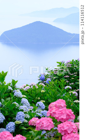 ピンクと青の紫陽花が彩る湖畔の美しい景色 ピンクと青の紫陽花が彩る湖畔の美しい景色 114116512