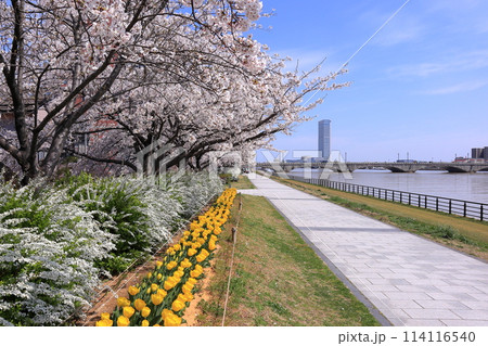 信濃川やすらぎ堤緑地 114116540