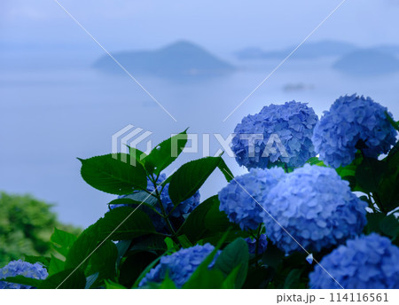 紫陽花で彩られた高台からの海と島々の眺望 114116561