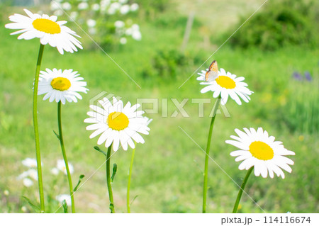 白い花と蝶 114116674