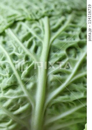 低農薬栽培のちりめんキャベツ 新鮮生野菜 低農薬栽培のちりめんキャベツ 新鮮生野菜 114116719