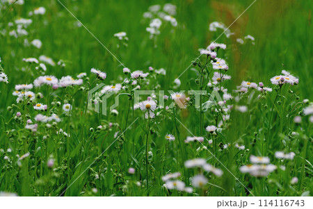 群生するハルジョオン 114116743