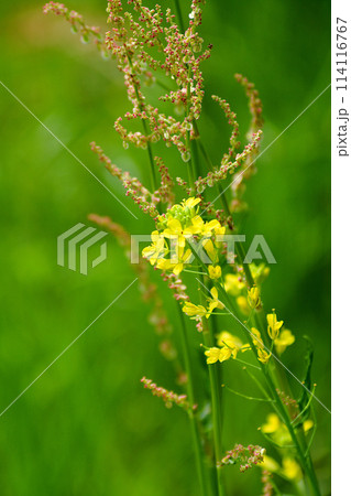 黄色い花 黄色い花 114116767
