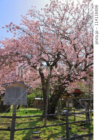 黒田の百年桜 114116806