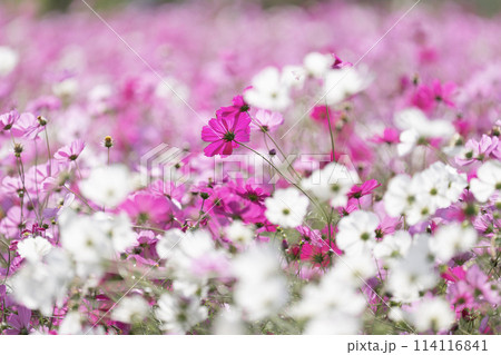 コスモス コスモス 114116841