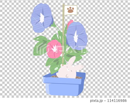 Morning glory rabbit Morning glory rabbit 114116986