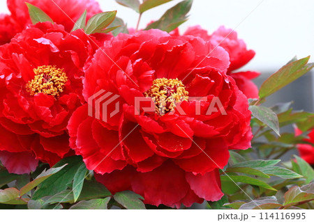 大きなボタンの花 足立区 大きなボタンの花 足立区 114116995