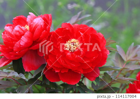大きなボタンの花　足立区　  114117004