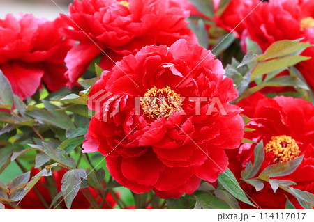 大きなボタンの花　足立区　  114117017