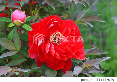 大きなボタンの花　足立区　  114117019