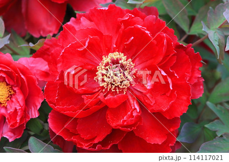 大きなボタンの花 足立区 大きなボタンの花 足立区 114117021
