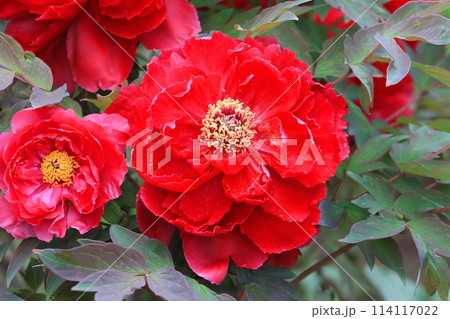 大きなボタンの花 足立区 大きなボタンの花 足立区 114117022