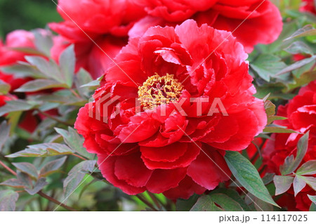 大きなボタンの花　足立区　  114117025