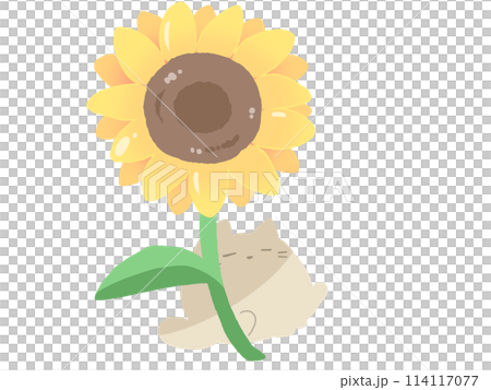 Sunflower Cat in Sunny Spot 114117077