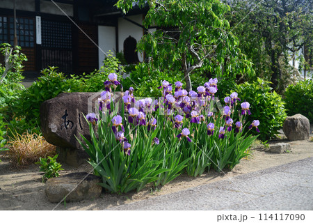 尾道持光寺の寺庭の花-1 114117090