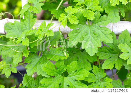Bitter gourd plant. Green leaves with fruit Bitter gourd plant. Green leaves with fruit 114117468