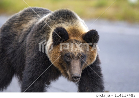 林道のヒグマ 114117485