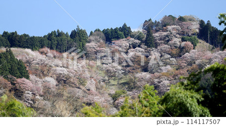 吉野 一目千本桜 吉野 一目千本桜 114117507