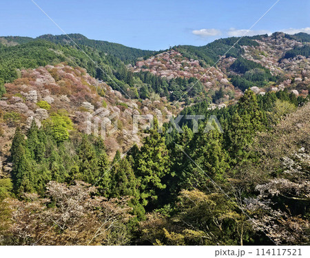 吉野 一目千本桜 吉野 一目千本桜 114117521
