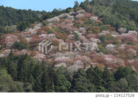 吉野 一目千本桜 114117526