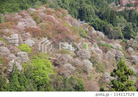 吉野 一目千本桜 114117529