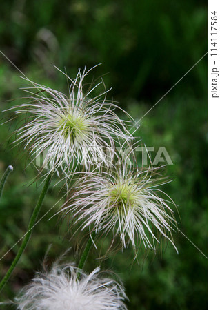 オキナグサ オキナグサ 114117584