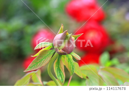 先がとがった牡丹（ボタン）の蕾　 　 114117678