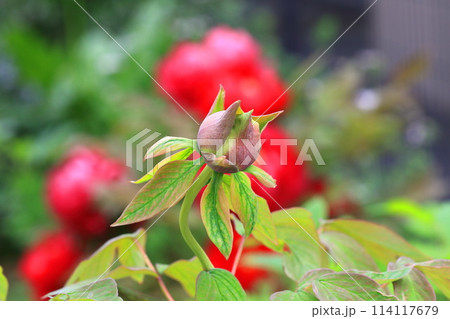 先がとがった牡丹（ボタン）の蕾　 　 114117679