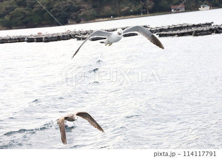 海の京都　伊根町　舟屋群 114117791