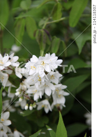 ヒメウツギの花 ヒメウツギの花 114118307