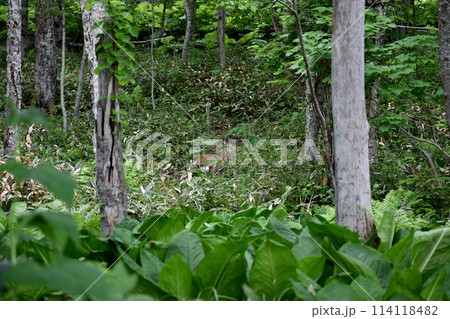 人里に姿を現すエゾシカ 人里に姿を現すエゾシカ 114118482