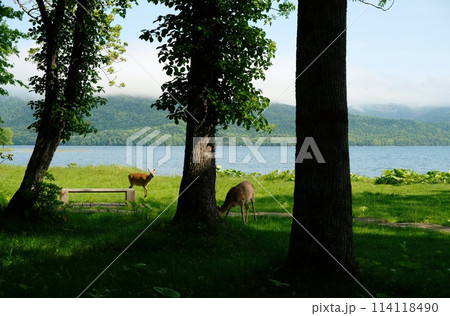 人里に姿を現すエゾシカ 114118490