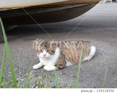 漁港の野良猫 114118550