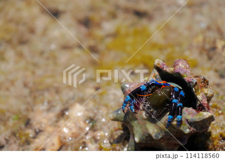 ユビワサンゴヤドカリ ユビワサンゴヤドカリ 114118560