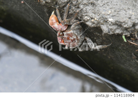 赤色が目立つクロベンケイガニ 赤色が目立つクロベンケイガニ 114118904