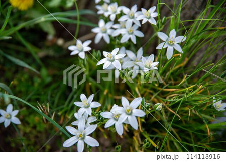 White Star of Bethlehem flowers nature background with copy space White Star of Bethlehem flowers nature background with copy space 114118916