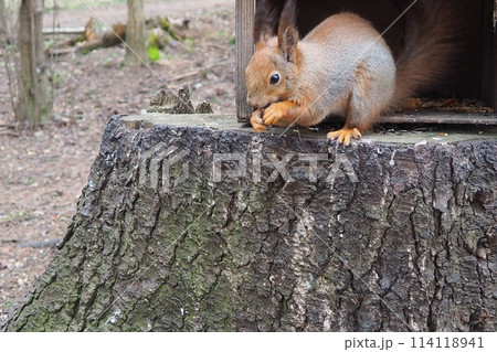 Squirrels are members of the family Sciuridae rodents. The squirrel is a forest tree-climbing animal. A squirrel in a spring spruce forest is looking for food. Domestication and feeding of animals 114118941