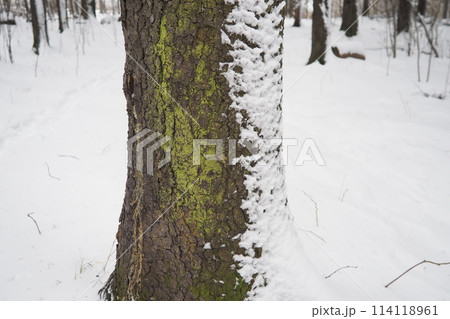 Spruce Picea is a coniferous evergreen tree of the Pine family Pinaceae. Evergreen trees. Common spruce, or Norway spruce Picea. Snow and moss on the trunk. Consequences of a snowy winter storm 114118961