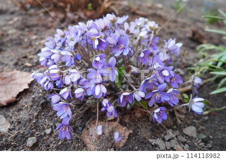 Hepatica, liverleaf or liverwort is a genus of herbaceous perennials in the buttercup family. Bisexual flowers with pink, purple, blue, or white sepals and three green bracts, hairy stems. Springtime Hepatica, liverleaf or liverwort is a genus of herbaceous perennials in the buttercup family. Bisexual flowers with pink, purple, blue, or white sepals and three green bracts, hairy stems. Springtime 114118982