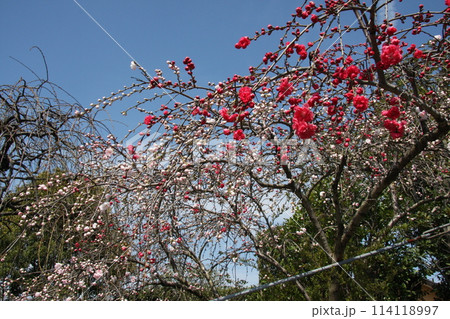 梅 桜 なばなの里 三重県 長島町 梅 桜 なばなの里 三重県 長島町 114118997