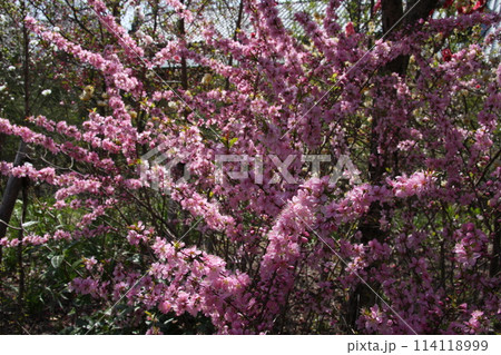 梅　桜　なばなの里　三重県　長島町 114118999