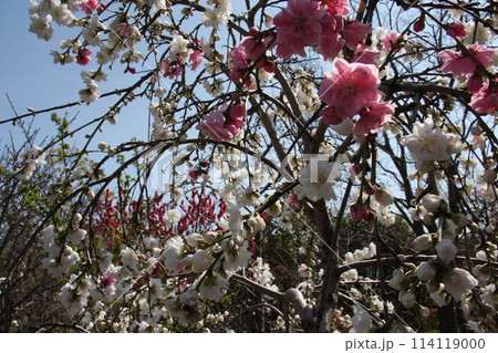 梅　桜　なばなの里　三重県　長島町 114119000
