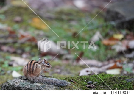 後ろ姿と尻尾が可愛いシマリス 114119035