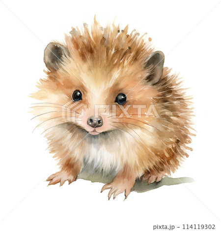 水彩で描いたハリネズミのイラスト 水彩で描いたハリネズミのイラスト 114119302